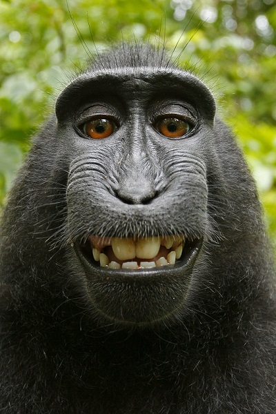David Slater, the photographer behind this famous monkey selfie, is threatening to take legal action against Wikimedia after it refused to remove his picture because the monkey took it